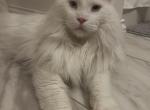 King Blue - Maine Coon Cat For Adoption - Elk River&comma; MN&comma; US