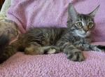 Willow - Maine Coon Kitten For Sale - Johnson&comma; VT&comma; US
