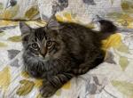 Fluff - Maine Coon Kitten For Sale - 