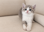Luck Bicolor Scottish kitten - Scottish Straight Kitten For Sale - Tacoma&comma; WA&comma; US