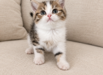 Bella Scottish kitten - Scottish Straight Kitten For Sale - Tacoma&comma; WA&comma; US