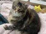 Ginger - Maine Coon Kitten For Sale - 
