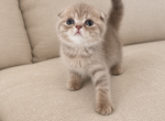 Leo Scottish Fold kitten - Scottish Fold Kitten For Sale - Tacoma&comma; WA&comma; US