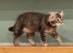 Greta - Maine Coon Kitten For Sale - Johnson&comma; VT&comma; US