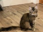 Greta - Maine Coon Kitten For Sale - Johnson&comma; VT&comma; US