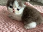 Bruno - Persian Kitten For Sale - Myakka City&comma; FL&comma; US