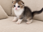 Lia Scottish Fold kitten - Scottish Fold Kitten For Sale - Tacoma&comma; WA&comma; US