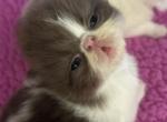 Asher - Persian Kitten For Sale - Myakka City&comma; FL&comma; US