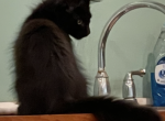Onyx - Maine Coon Kitten For Sale - Johnson&comma; VT&comma; US
