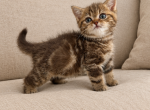 Marble Chocolate Scottish kitchen - Scottish Straight Kitten For Sale - Tacoma&comma; WA&comma; US
