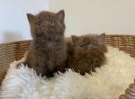 Cinnamon British kittens - British Shorthair Kitten For Sale - Tacoma&comma; WA&comma; US