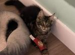 Leo - Maine Coon Kitten For Sale - Johnson&comma; VT&comma; US