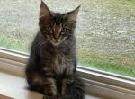 Felix - Maine Coon Kitten For Sale - Johnson&comma; VT&comma; US