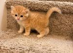Mira - British Shorthair Kitten For Sale - 