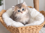 British Longhair Kittens - British Shorthair Kitten For Sale - San Diego&comma; CA&comma; US