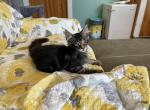 Lenix - Maine Coon Kitten For Sale - Johnson&comma; VT&comma; US