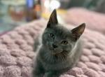 Russian Blue MainCoon - Russian Blue Kitten For Sale - Ozone Park&comma; NY&comma; US