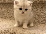 Mina - British Shorthair Kitten For Sale - 