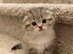 Maya - Scottish Fold Kitten For Sale - Smyrna&comma; TN&comma; US
