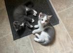 Availavle - American Shorthair Kitten For Sale - Parish&comma; NY&comma; US