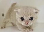 Camilla babies - Minuet Kitten For Sale - Townville&comma; SC&comma; US