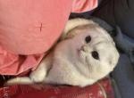 Sahab - Scottish Fold Cat For Sale - Smyrna&comma; TN&comma; US