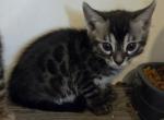 Silver Charcoal Gray Collar - Bengal Kitten For Sale - 