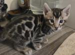 Silver Rosetted Male Blue Collar - Bengal Kitten For Sale - Bradner&comma; OH&comma; US
