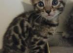 Brown Rosetted Male - Bengal Kitten For Sale - Bradner&comma; OH&comma; US