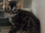 Charcoal Brown Collar - Bengal Kitten For Sale - 