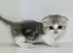 Camilla x Otto babies - Munchkin Kitten For Sale - Townville&comma; SC&comma; US