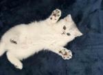 Evan silver shaded chinchilla british shorthair - British Shorthair Kitten For Sale - CA&comma; US