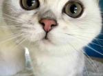 Eveline british shorthair silver shaded chinchilla - British Shorthair Kitten For Sale - CA&comma; US