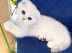 TikTok star Eve girl scottish fold silver shaded - Scottish Fold Kitten For Sale - CA&comma; US