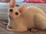 Boo - Domestic Cat For Sale - Argyle&comma; TX&comma; US