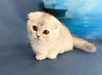 Evangeline mini munchkin fold girl short legs - Munchkin Kitten For Sale - CA&comma; US