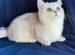 Dream munchkin short legs silver shaded baby girl - Munchkin Kitten For Sale - CA&comma; US