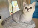 Diamond silver shaded boy munchkin short leg - Munchkin Kitten For Sale - CA&comma; US