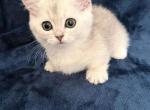 Ellis baby boy munchkin silver shaded short leg - Munchkin Kitten For Sale - CA&comma; US
