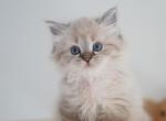Greta - Siberian Kitten For Sale - Brookville&comma; OH&comma; US