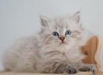 Griff - Siberian Kitten For Sale - 