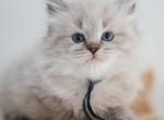 George - Siberian Kitten For Sale - Brookville&comma; OH&comma; US