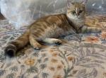 Casey - Scottish Straight Kitten For Sale - Ozark&comma; MO&comma; US