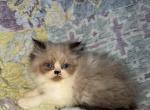 Cosmo - Ragdoll Kitten For Sale - Williamsport&comma; OH&comma; US