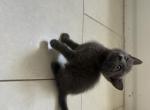 Ruby - Russian Blue Kitten For Sale - Riverside&comma; CA&comma; US