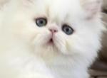 SUGAR - Himalayan Kitten For Sale - Middleborough&comma; MA&comma; US