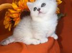 Fiona baby munchkin short legs silver shaded girl - Munchkin Kitten For Sale - CA&comma; US