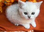 Fender silver shaded chinchilla british shorthair - British Shorthair Kitten For Sale - CA&comma; US