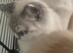 Lily - Himalayan Cat For Adoption - LA&comma; US