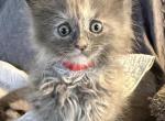 Cleopatras litter - Maine Coon Kitten For Sale - Waukesha&comma; WI&comma; US